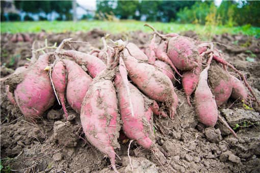 夏至后栽种红薯不结红薯