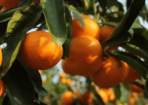 柑橘采收前如何提产，水肥管理方法是什么