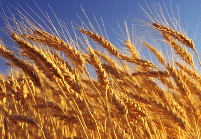 小麦冻害的预防措施有哪些，如何补救