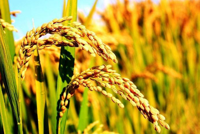 水稻千金子有什么危害，防治水稻千金子的三大注意事项