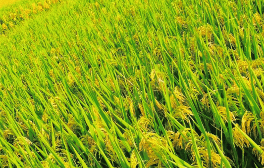 2021年水稻重大病虫害防控技术 水稻怎么养殖比较好