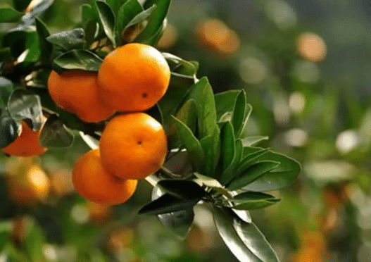柑橘抗寒防冻技术要点，柑橘种植方法总结