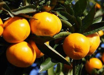 柑橘怎么增甜上色，提高柑橘品质方法是什么