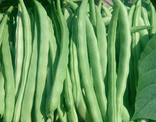冬春茬菜豆如何摘叶摘心能早上市，如何有效高产管理
