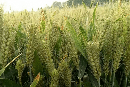 如何浇好小麦越冬水 小麦越冬管理方法