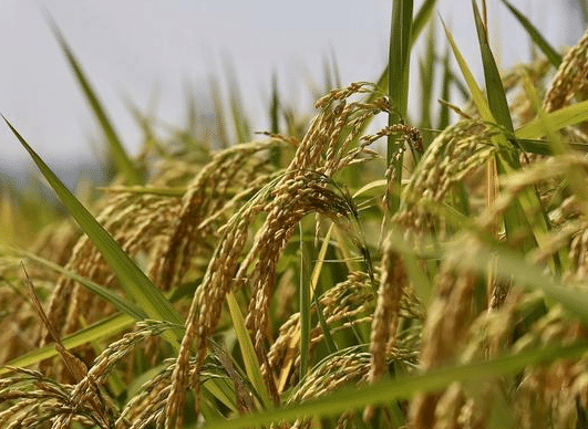 9月初水稻种植要点有哪些 如何进行科学管理