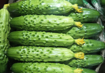 春季黄瓜育苗准备，黄瓜生长需要什么条件