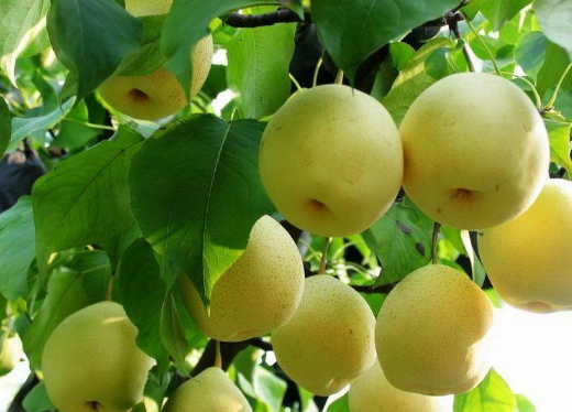 梨树9月份管理方案，梨树应该好养吗，怎么养殖