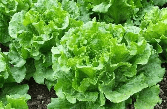 10月可以种植哪些蔬菜 应该注意些什么