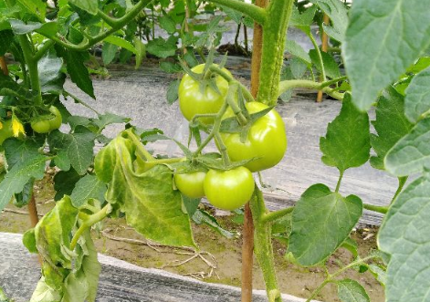 番茄青枯病的生物防治技术，番茄病害防治方法