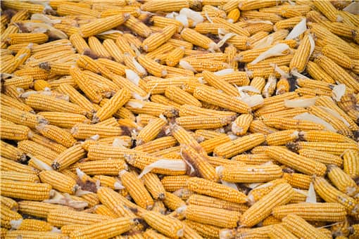 11月份新玉米价格预测