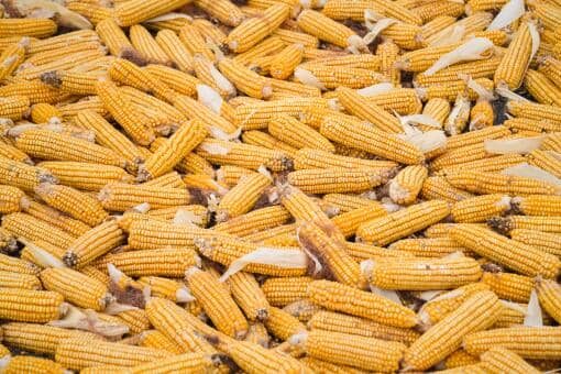 今日玉米价一斤多少钱