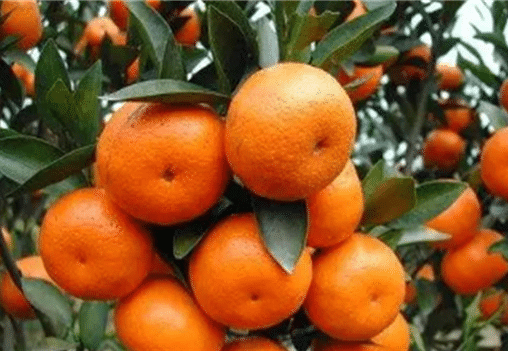新栽柑橘幼苗怎么施肥，需要注意些什么