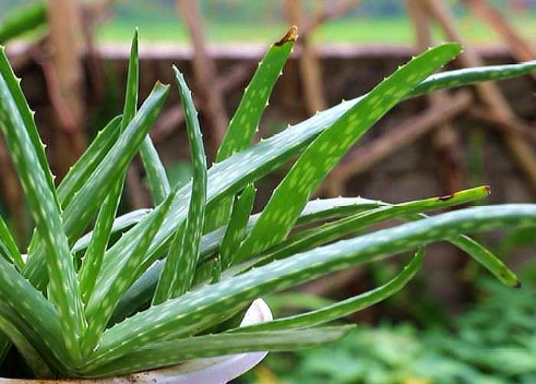 芦荟干尖怎么处理 芦荟种植方法技巧总结