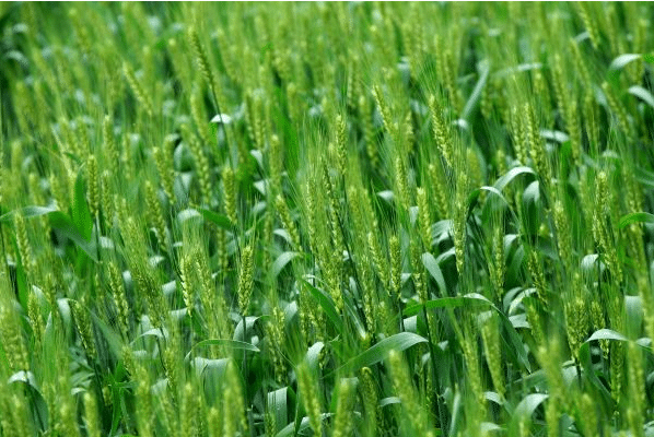小麦冬春死苗怎么预防，有哪些预防措施