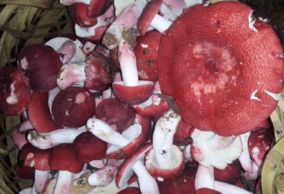 红菇如何养殖，高效管理方法有哪些 红菇养殖技术
