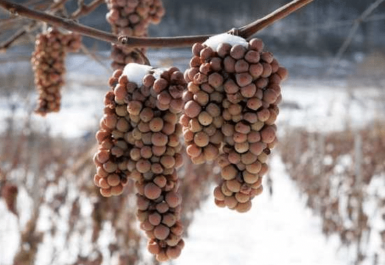 葡萄冬剪的方法是什么 有哪些注意事项