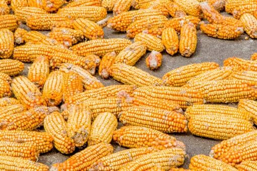 2021年9月份玉米多少钱一斤（2021年九月玉米价格是多少）