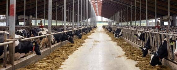 养牛大棚怎样建设 养殖牛大棚建造