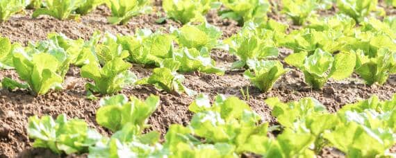 白菜施肥时间和方法 白菜施肥时间和施肥量