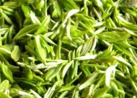 毛尖绿茶营养和功效 喝毛尖绿茶的好处和坏处