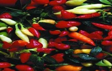 生吃小米椒的功效与作用 小米椒的功效与作用