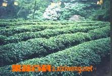 桂平西山茶（桂平西山茶特级品质特征）