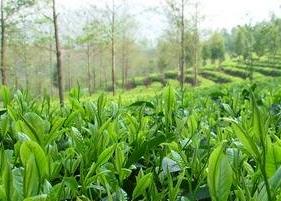茶叶的功效与作用及禁忌 铁观音茶叶的功效与作用及禁忌