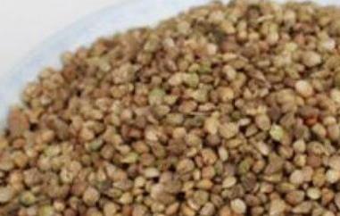 菠菜籽粉的功效与作用及食用方法 菠菜籽粉的功效与作用