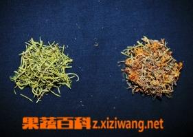 金银花与山银花的鉴别图片 金银花与山银花的鉴别