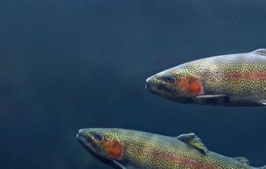 淡水虹鳟鱼和三文鱼的区别 虹鳟鱼和三文鱼的区别