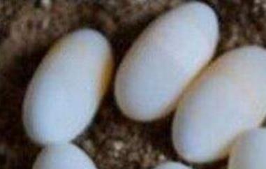 甲鱼蛋的功效与作用 甲鱼蛋的功效与作用及禁忌