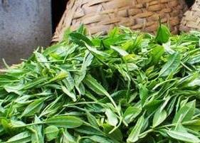 海南茶叶种类有哪些 茶叶种类有哪些