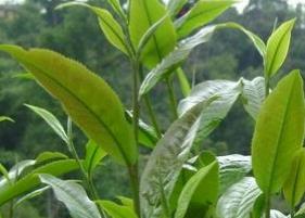 绿春玛玉茶的功效与作用 绿春玛玉茶的功效与作用