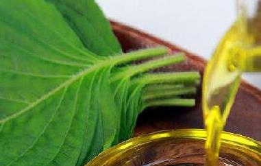 紫苏籽油的功效与作用 紫苏籽油的功效与作用点