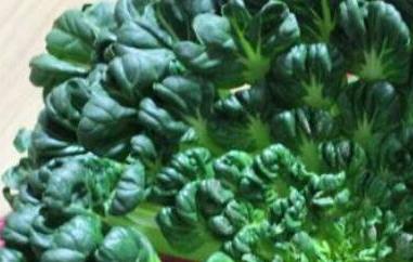 塔菜的营养价值及功效 塔菜的功效与作用及食用方法
