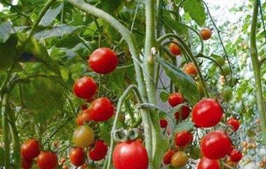 番茄籽的功效与作用 番茄籽的功效与作用及食用方法
