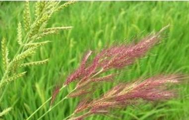 红稗的功效与作用 红稗的食用方法 红稗的功效与作用