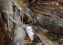 基围虾的营养价值 黑虎虾和基围虾的营养价值