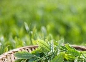 长喝绿茶的功效与作用 常喝绿茶的功效