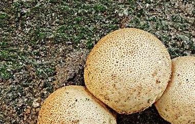 灰孢菇与马勃的区别（馒头菇和马勃菇）