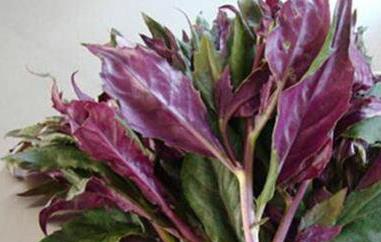 鼎湖山紫背天葵的功效与作用 紫背天葵的功效与作用