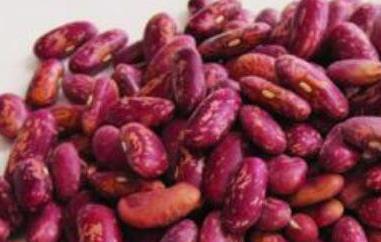 红花芸豆的功效与作用 红花芸豆的功效与作用是什么