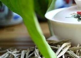 白毛尖茶的营养价值 白毛尖茶的营养价值与功效