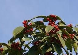 红果冬青的种植方法与注意事项 红果冬青树简介及种植方法