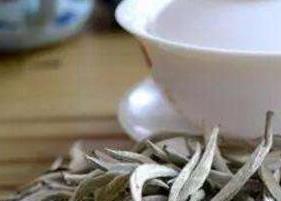 白茶的功效与作用 白茶的功效与作用白茶白茶的好处