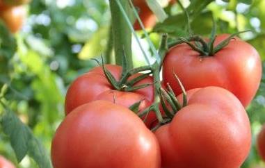 番茄红素可以长期吃吗 知乎 番茄红素可以长期吃吗