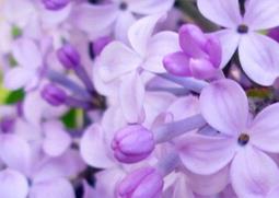 丁香花可以直接泡水喝吗 紫丁香花能泡水喝吗