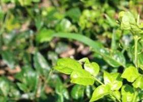 茅岩莓茶的功效与作用 茅岩莓茶的功效与作用几天就会见效