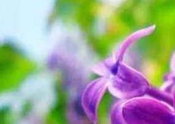 紫丁香花有什么功效 紫丁香花的功效与作用